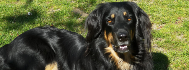 Elisa liegt auf dem Rasen